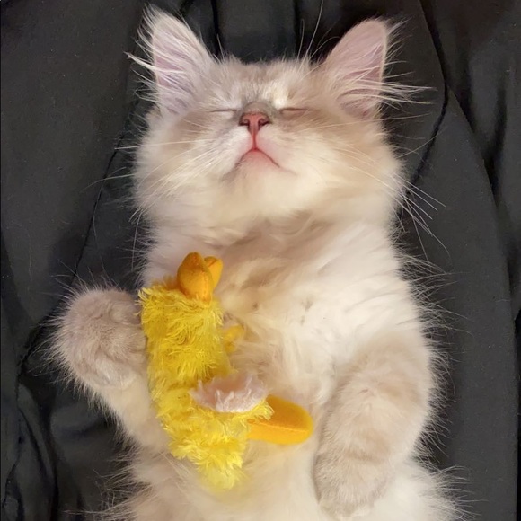 Meet your Posher, Makayla - Picture 2 of 2